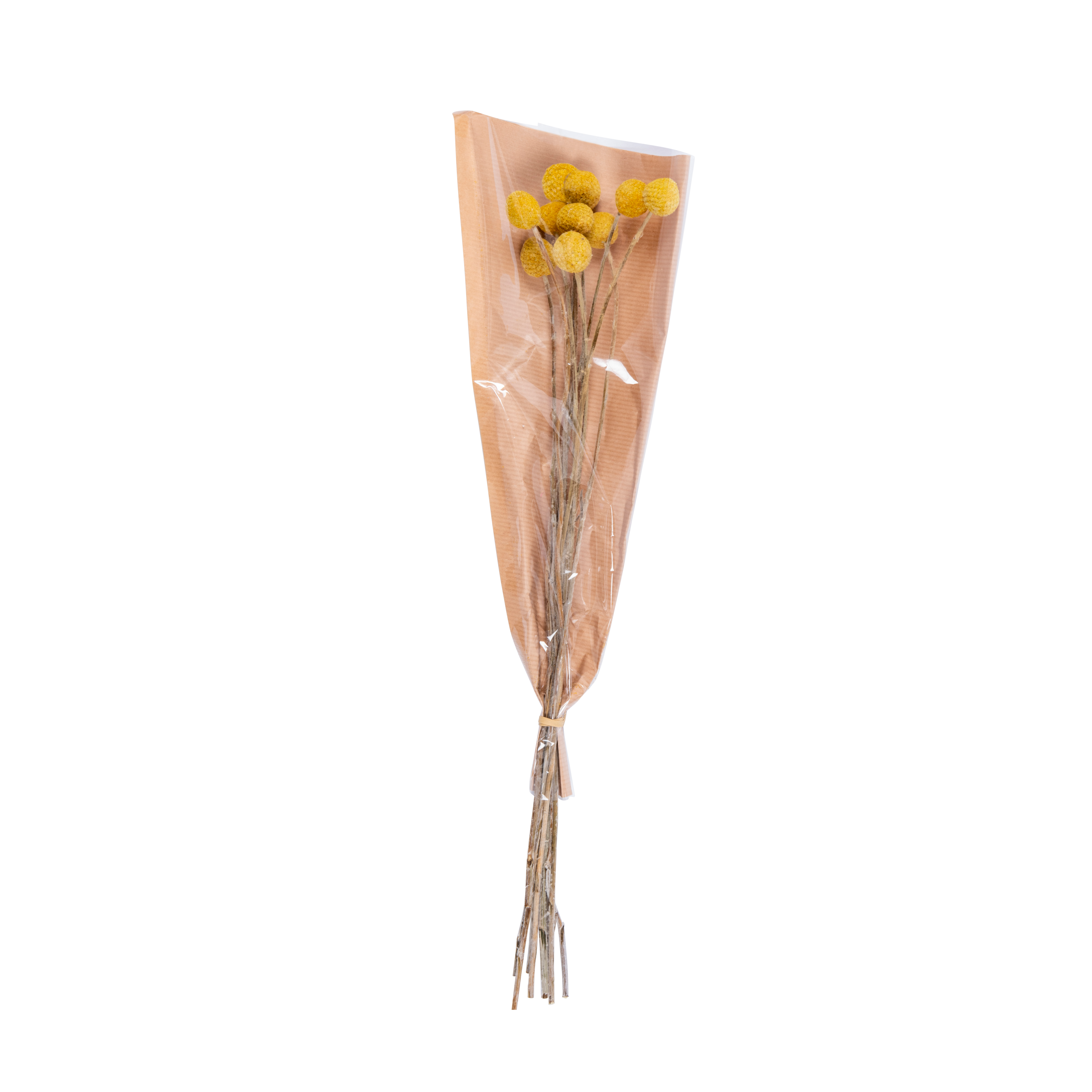  CRASPEDIA Bouquet de fleurs séchées jaune_craspedia-bouquet-de-fleurs-séchées-jaune